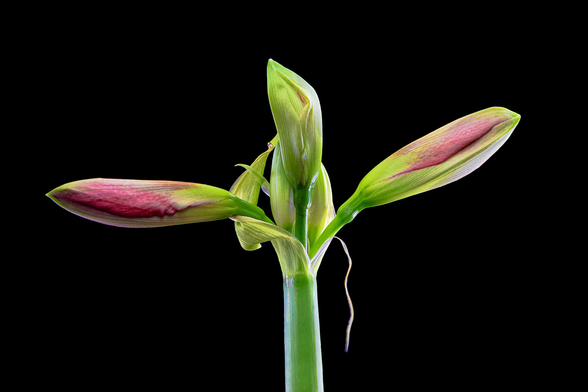 Amaryllis-Knospen vor Schwarz