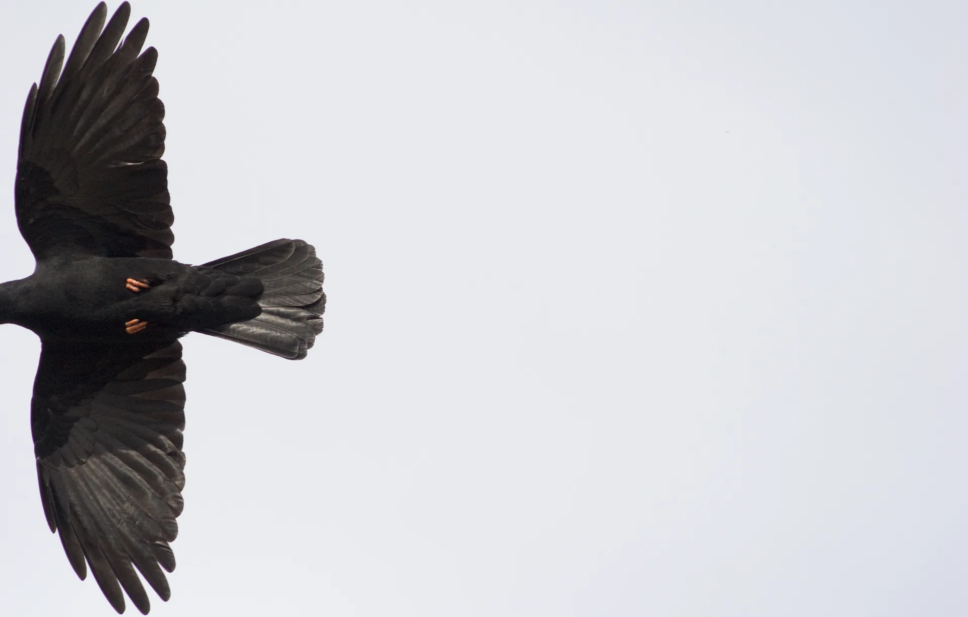 Krähe im Flug vor Weiß
