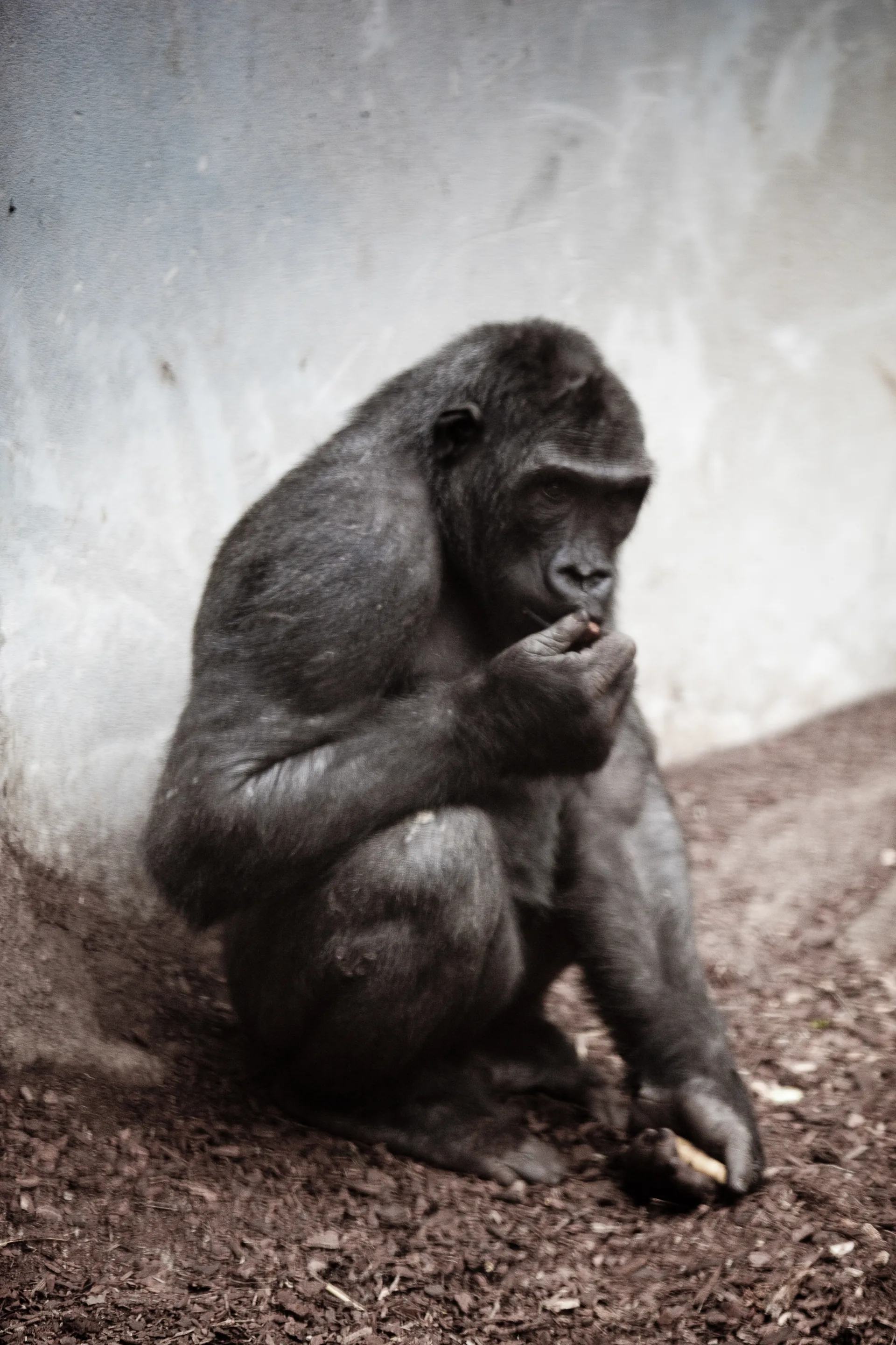 Gorilla sitzt und isst, Sepiaton