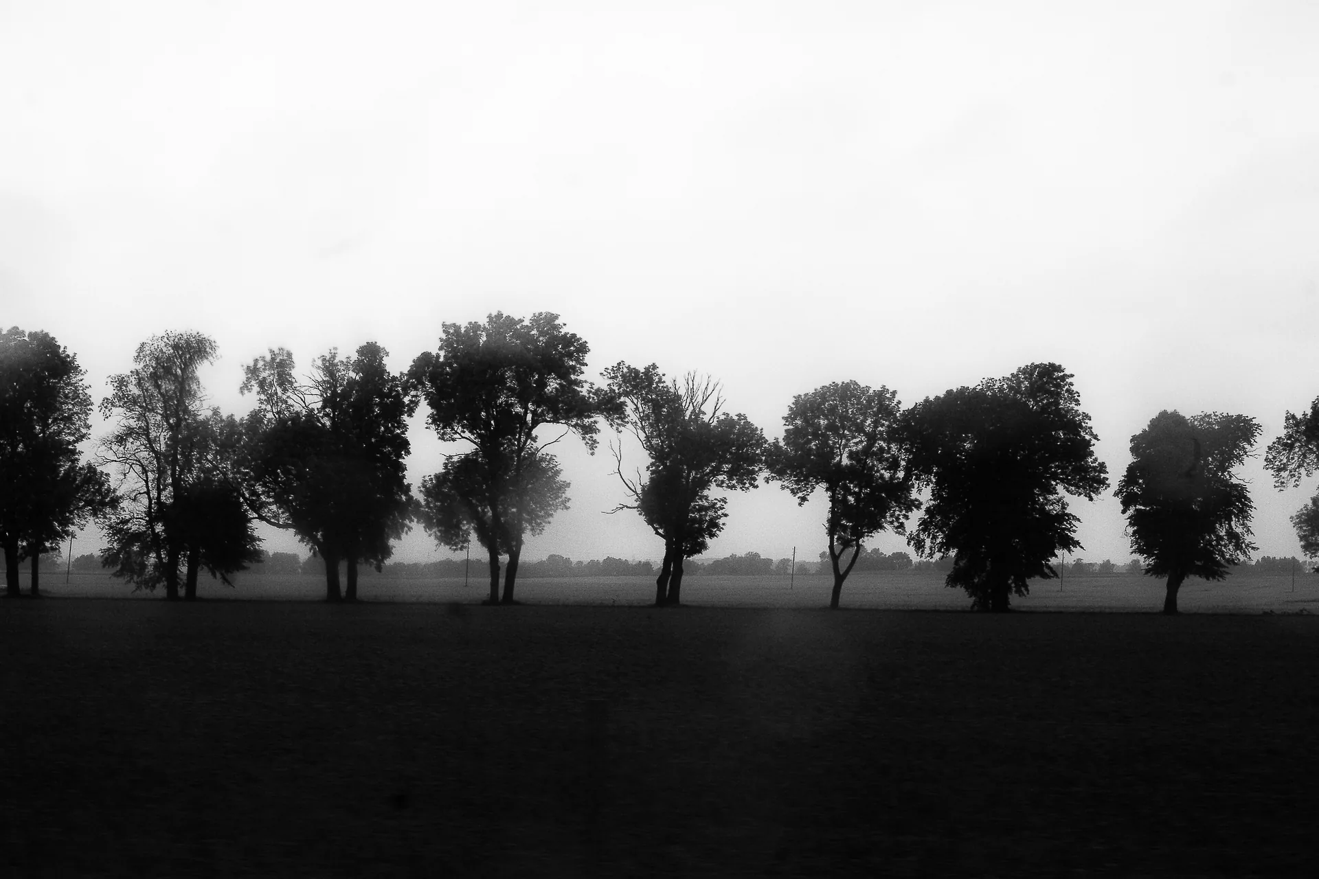 Baumreihe im Nebel, Schwarzweiß