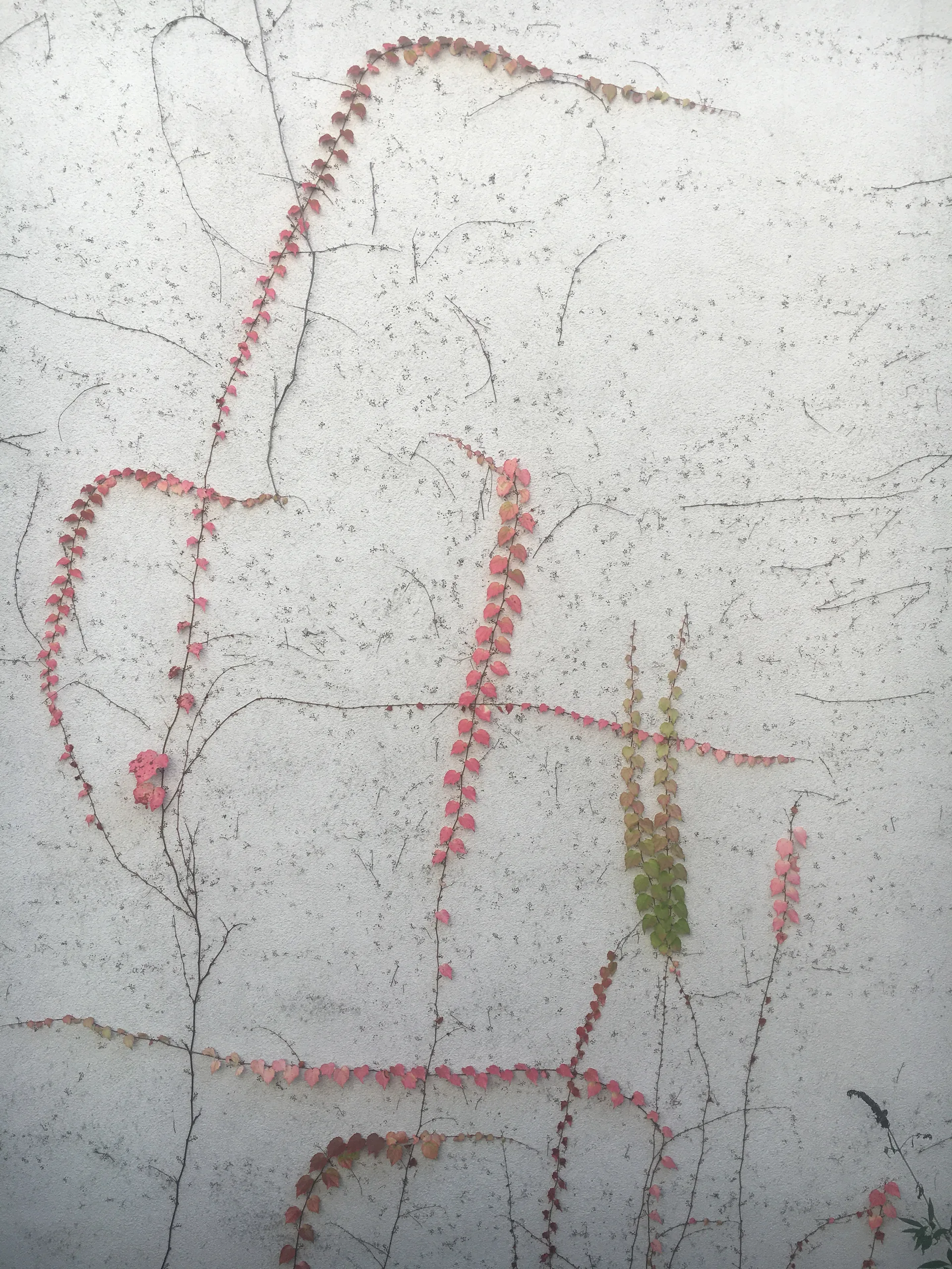 Rote Kletterpflanze an einer weißen Wand