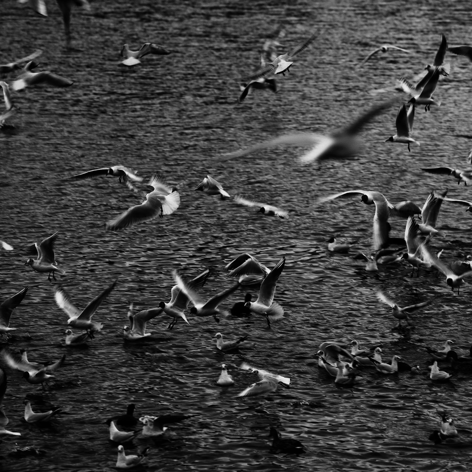 Schwarzweiß: Möwen über und auf dem Wasser